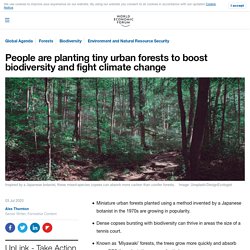 People are planting tiny urban forests to boost biodiversity and fight climate change