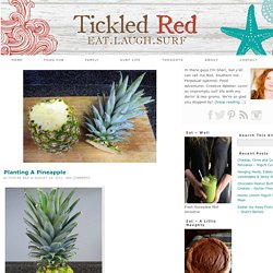 Planting A Pineapple — Tickled Red - StumbleUpon