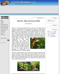 Plants 101 - Plants and African Cichlids