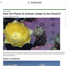 How Do Plants & Animals Adapt to the Desert?