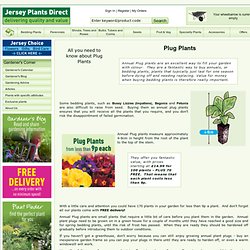 All you need to know about Plug plants and how to grow plug plant