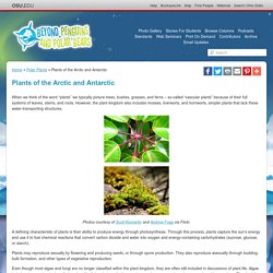 Plants of the Arctic and Antarctic — Polar Plants