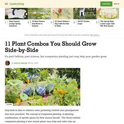 29 Plants You Should Always Grow Side-by-Side - Companion Planting