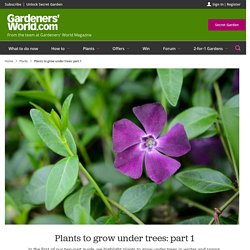 Best Plants to Grow Under Trees - BBC Gardeners' World Magazine