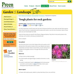 Tough rock gardens plants - Preen