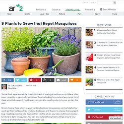 9 Plants To Grow That Repel Mosquitoes