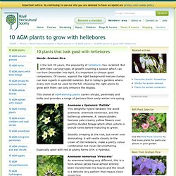 10 AGM plants to grow with hellebores