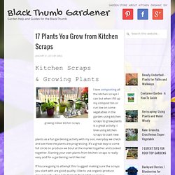 17 Plants You Grow from Kitchen Scraps