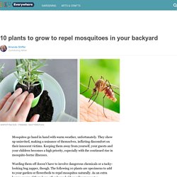 10 plants to grow to repel mosquitoes in your backyard