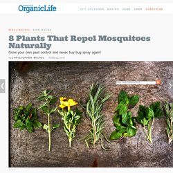 8 Plants That Repel Mosquitos Naturally