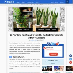 10 Plants to Purify and Create the Perfect Microclimate within Your Home