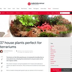 37 house plants perfect for terrariums