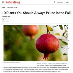 10 Plants You Should Always Prune in the Fall