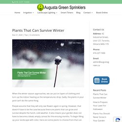 Plants That Can Survive Winter