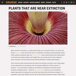 Plants That Are Near Extinction