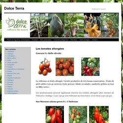 Plants de tomates allongées