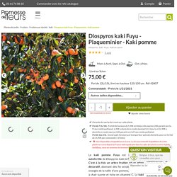 Diospyros kaki Fuyu - Plaqueminier - Kaki pomme à fruits non astringents