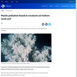 Plastic pollution found in creatures at inshore coral reef