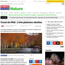 Canal du Midi : 7.000 platanes abattus