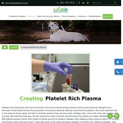 Platelet-rich plasma therapy for dogs at the best price