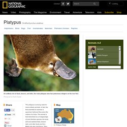 Platypuses, Platypus Pictures, Platypus Facts
