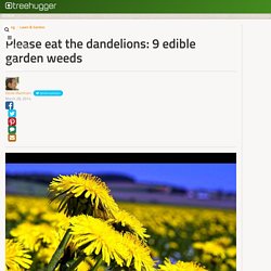 Please eat the dandelions: 9 edible garden weeds
