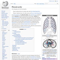 Pleural cavity