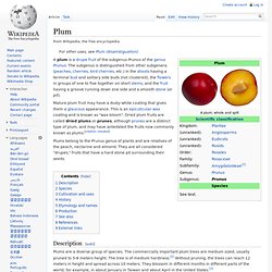 Wiki: Plum