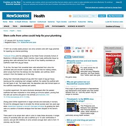 Stem cells from urine could help fix your plumbing - health - 07 January 2011