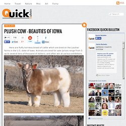Plush cow – beauties of Iowa - Aurora
