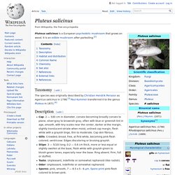 Pluteus salicinus