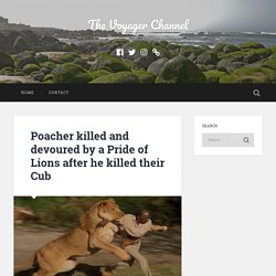 Poacher killed and devoured by a Pride of Lions after he killed their Cub – The Voyager Channel
