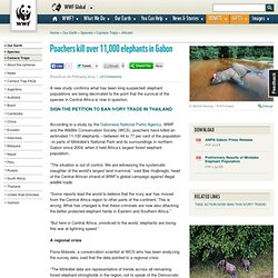 Poachers kill over 10000 elephants in Gabon