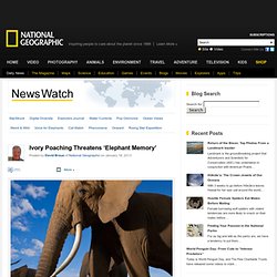 Ivory Poaching Threatens ‘Elephant Memory’