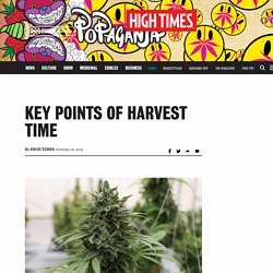 Key Points of Harvest Time – High Times