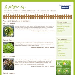 Plants de poireaux bio et salades en mottes - Le Potager Bio
