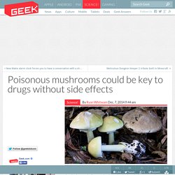 Poisonous mushrooms could be key to drugs without side effects