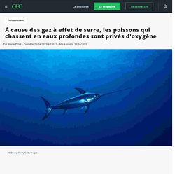 À cause des gaz à effet de serre, les poissons qui chassent en eaux profondes sont privés d'oxygène