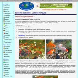 Les poissons d'ornement, poissons rouges, carpes Koi