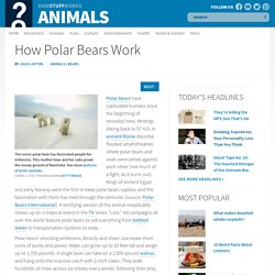 How Stuff Works: Polar bears