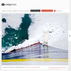 polar bear encountering an icebreaker ship photo