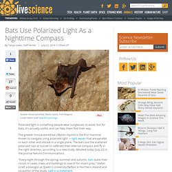 Bats Use Polarized Light As a Nighttime Compass
