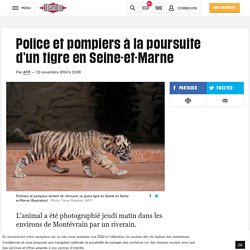 Police et pompiers à la poursuite d'un tigre en Seine-et-Marne