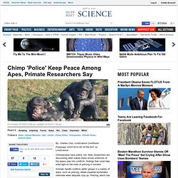 Chimp 'Police' Keep Peace Among Apes, Primate Researchers Say
