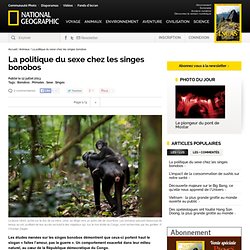 La politique du sexe chez les singes bonobos