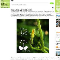 How to Self Pollinate Cucumbers