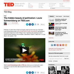 The hidden beauty of pollination: Louie Schwartzberg on TED