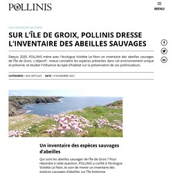 Sur l'Île de Groix, POLLINIS dresse l'inventaire des abeilles sauvages