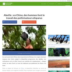 Abeille : en Chine, des hommes font le travail des pollinisateurs disparus