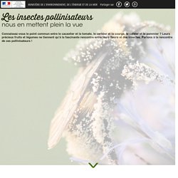 Les insectes pollinisateurs nous en mettent plein la vue - Ministère de l'Environnement, de l'Énergie et de la Mer